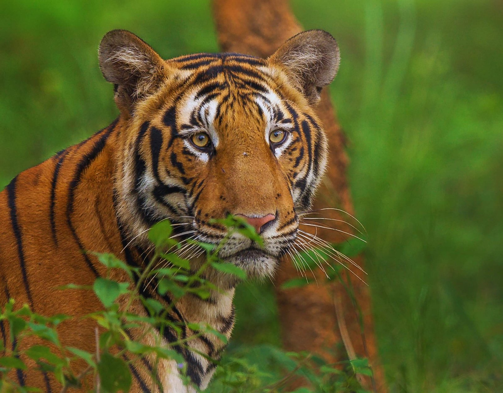 South India Wildlife Tour Package